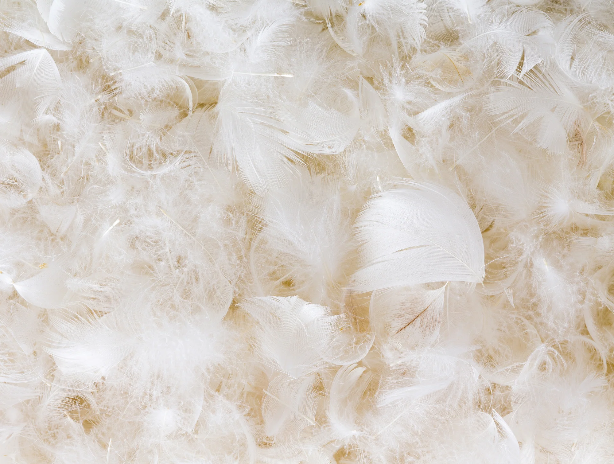 Down Feather Pillow - Image 6